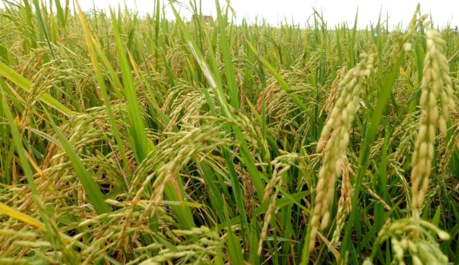 
					Produksi Padi Bengkulu Triwulan I Diperkirakan Capai 73,53 Ribu Ton